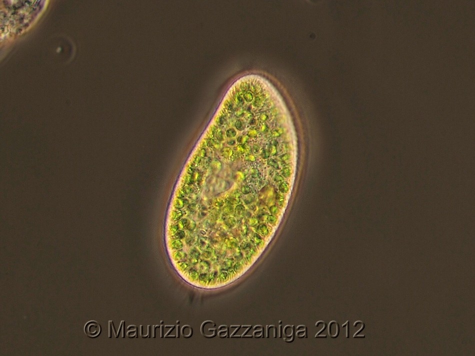 Paramecium bursaria